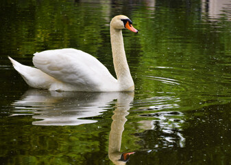 An adult white mute swan in a park lake in Germany.