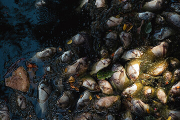 Dead fish on the river. dark water pollution