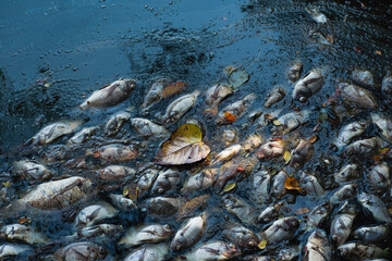 Dead fish on the river. dark water pollution