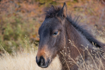 Fototapeta premium portrait of a horse