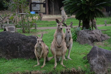 カンガルー