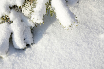Snow-covered close up tree branch. Winter background