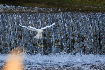 日本の川で飛び立つシラサギ