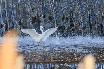 日本の川で飛び立つシラサギ