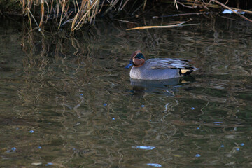 日本で水浴びをする鴨