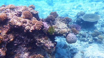 Naklejka na ściany i meble Koralle Unterwasser