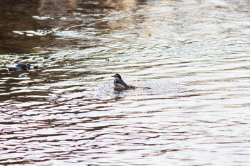 日本で水浴びをするハクセキレイ