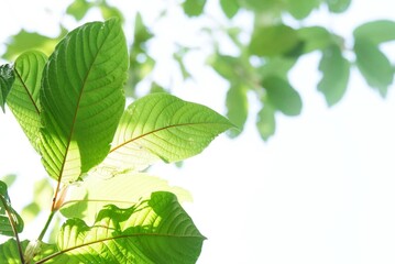 Fototapeta na wymiar A branch of Kratom leaves with sunlight and blurr ed green nature background
