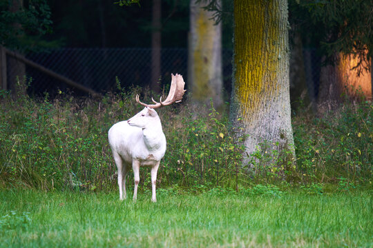 A white albino fallow deer (Dama dama, damwild) on the green meadow in front of old trees in a wild enclosure. Summer wildlife in germany. Front view.
