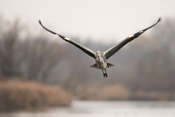 Flying Grey heron over the lake
