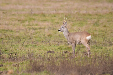 Naklejka na ściany i meble Roe deer buck on the field