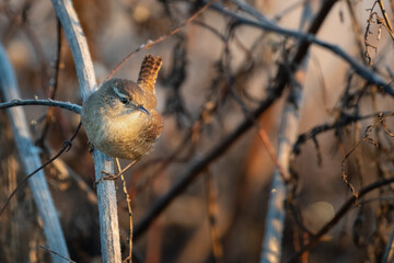 Eurasian wren - Troglodytes troglodytes on the branch