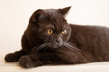 Purebred British Shorthair cat indoor portrait