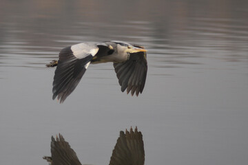 Airone cenerino (Ardea cinerea) in volo radente la superficie dell'acqua
