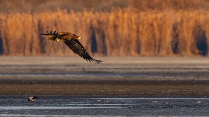 White-tailed eagle flying over the lake