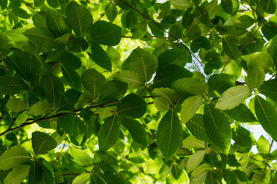 Close-up of  green Oriental beech (Fagus orientalis) leaves on tree branches against sunlight. Spring Arboretum Park Southern Cultures in Sirius (Adler) Sochi. Selective focuse