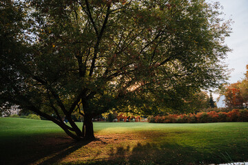 Sunlighted autumn tree in a park