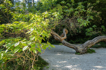 Tree trunk of unusual curved shape with young green leaves on crown against a blurred background of...