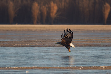 White-tailed eagle flying over the lake