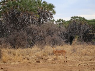 impala in the savannah