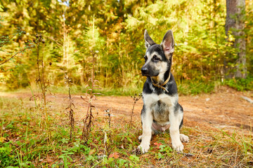 Dog German Shepherd in a forest in an autumn day