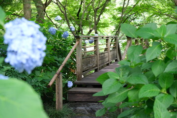 紫陽花