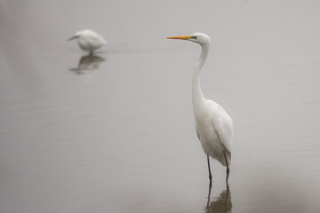 Obraz premium Airone bianco maggiore (Casmerodius albus) nel lago d'Inverno in primo piano