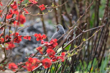 野鳥と花