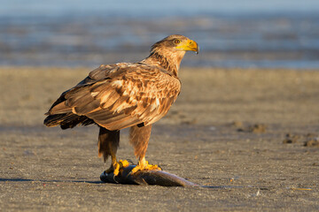 White-tailed eagle in winter lake