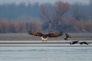 White-tailed eagle in winter lake