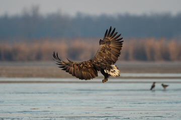 White-tailed eagle hunting a fish over the lake