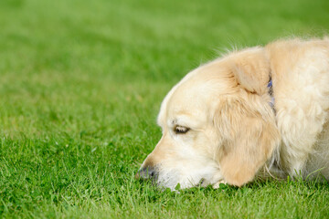dog  golden retriever lying on meadow in the garden and sniffs