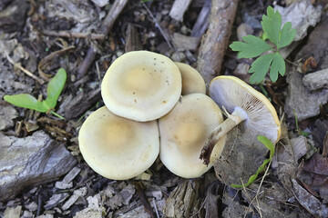 Spring Fieldcap, wild mushroom from Finland, scientific name Agrocybe praecox