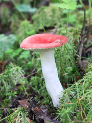 A red brittlegill mushroom from Finland with no common English name, scientific name Russula grisescens