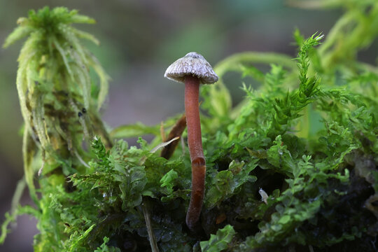 Scurfy fibrecap, wild mushroom from Finland, scientific name Inocybe petiginosa