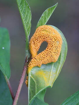 Alder buckthorn infected by crown rust fungus, scientific name Puccinia coronata