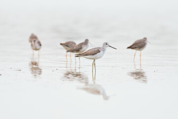 Common greenshank - tringa nebularia on the lake