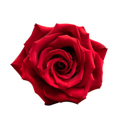 beautiful large bud of red burgundy rose, isolate on a white background front view