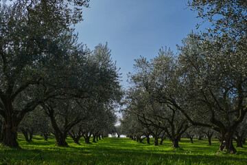 The rays of the sun through the trees. Traditional plantation of olive trees in Italy. Ripe olive plantations. Plantation of vegetable trees. Olive tree plantation. Trees in a row.