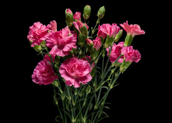 Pink carnation bouquet isolated over black background. Close up photo.
