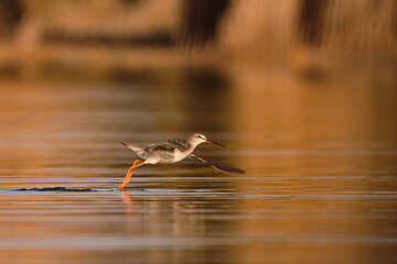 Spotted redshank - Tringa erythropus shorebird