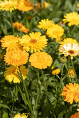 Yellow and orange calendula flowers with green leaves and buds in a park in summer. Vertical