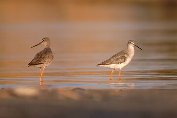 Spotted redshank - Tringa erythropus shorebird