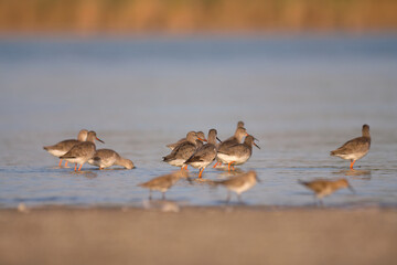 Spotted redshank - Tringa erythropus shorebird