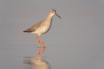 Spotted redshank - Tringa erythropus shorebird