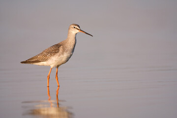 Spotted redshank - Tringa erythropus shorebird