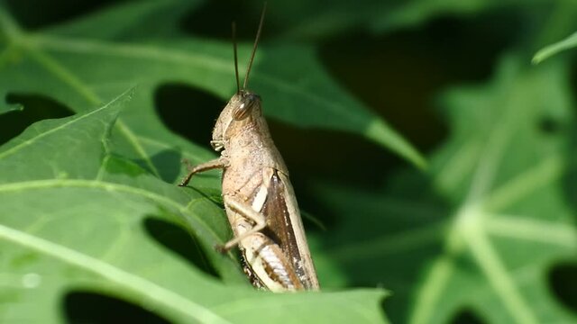 macro of a grasshopper on a leaf. Natural background and close up portrait of grasshopper