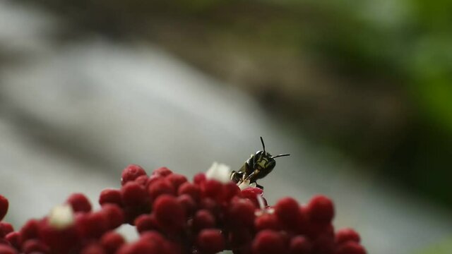beetle perched on red flowers looking honey. black beetle footage
