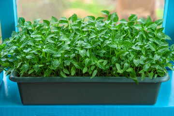Pepper seedlings grow in spring. Selective focus.