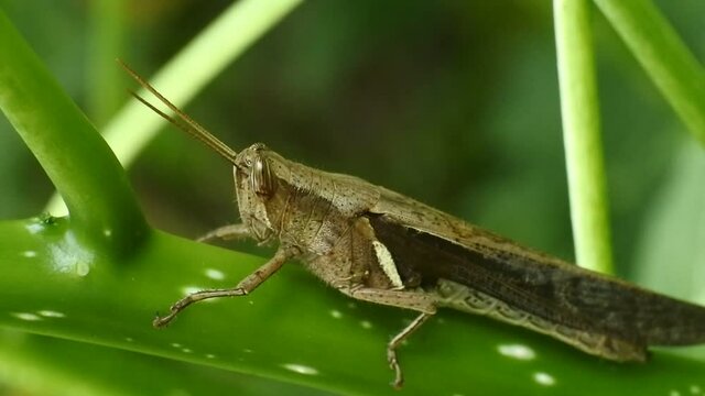 macro clips of a grasshopper on a leaf. Natural background and close up portrait of grasshopper